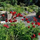 Roter Mohn