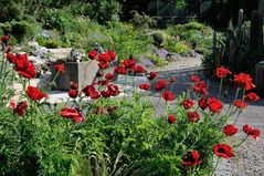 Roter Mohn