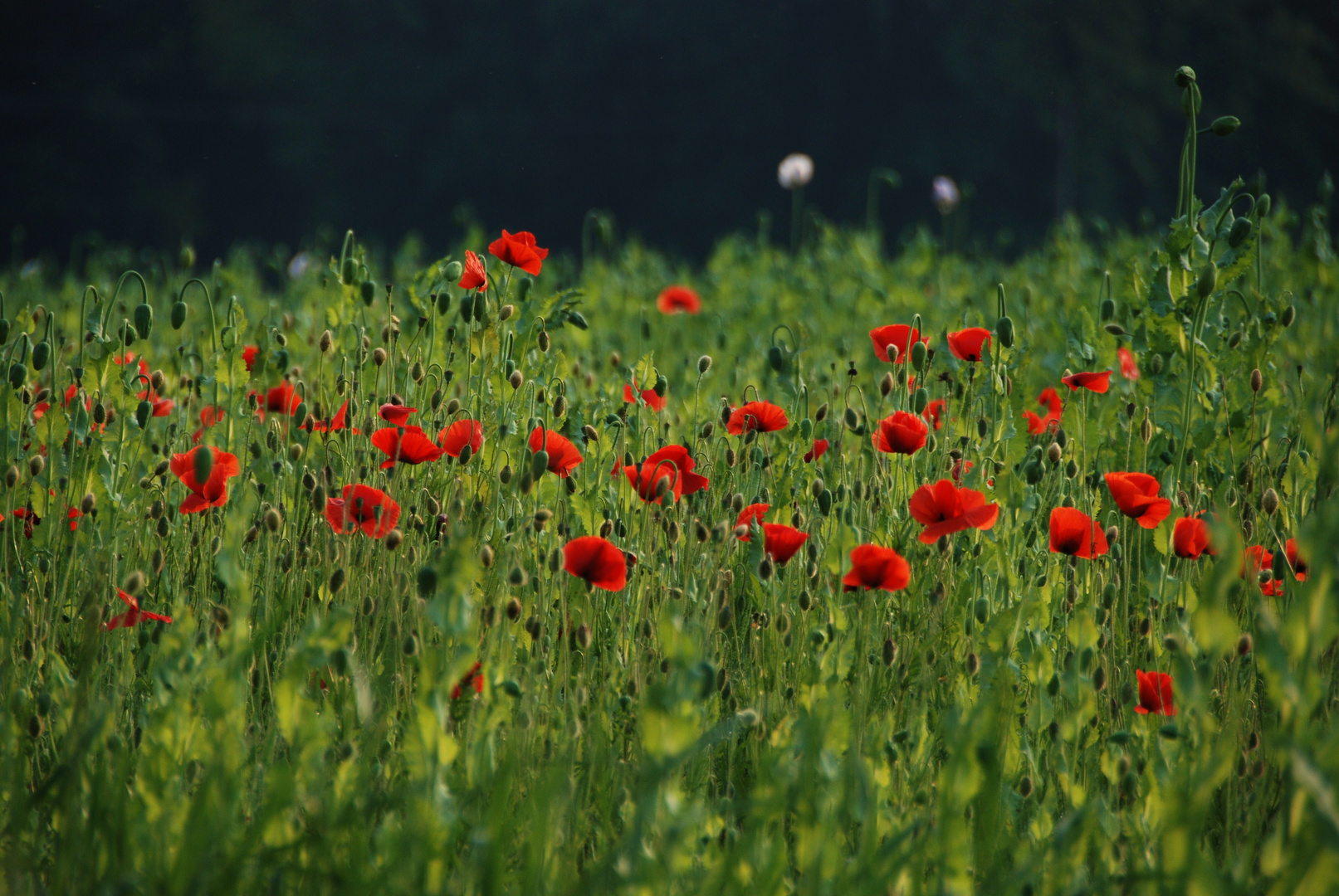 Roter Mohn