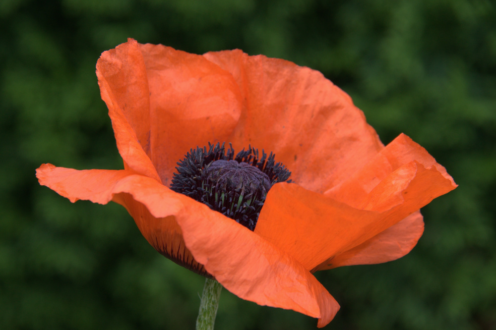 "Roter Mohn"