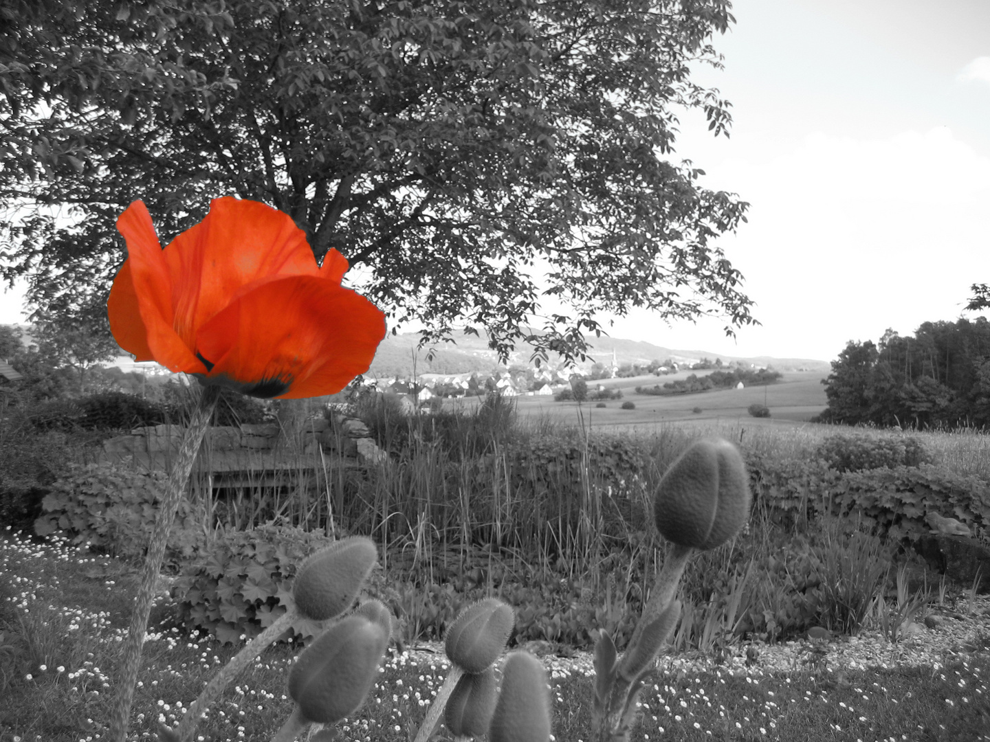 ...roter Mohn