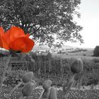 ...roter Mohn