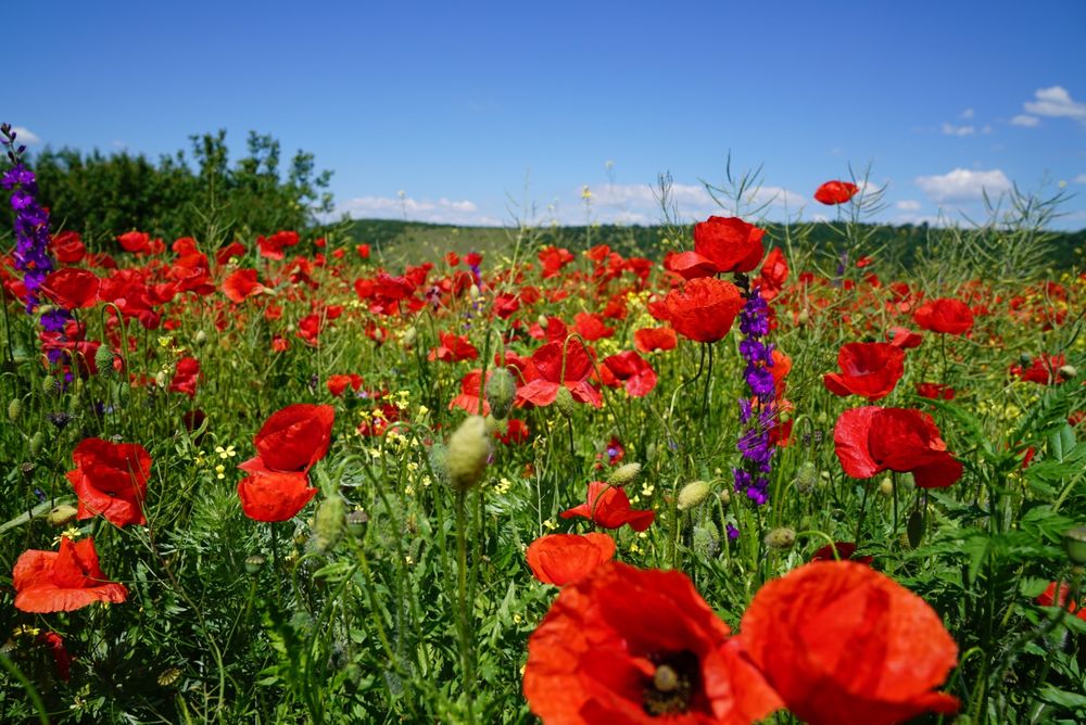 Roter Mohn bis zum Horizont