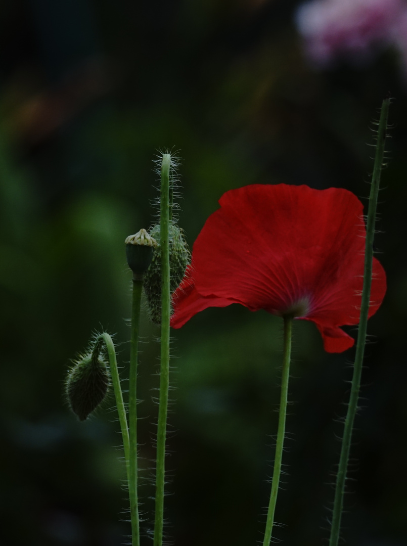 Roter Mohn