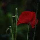 Roter Mohn