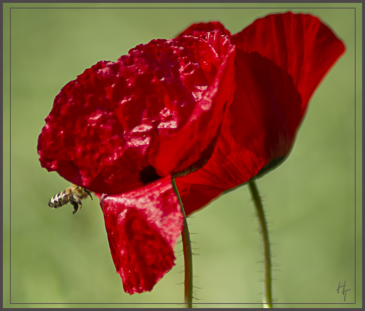 Roter Mohn