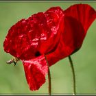 Roter Mohn