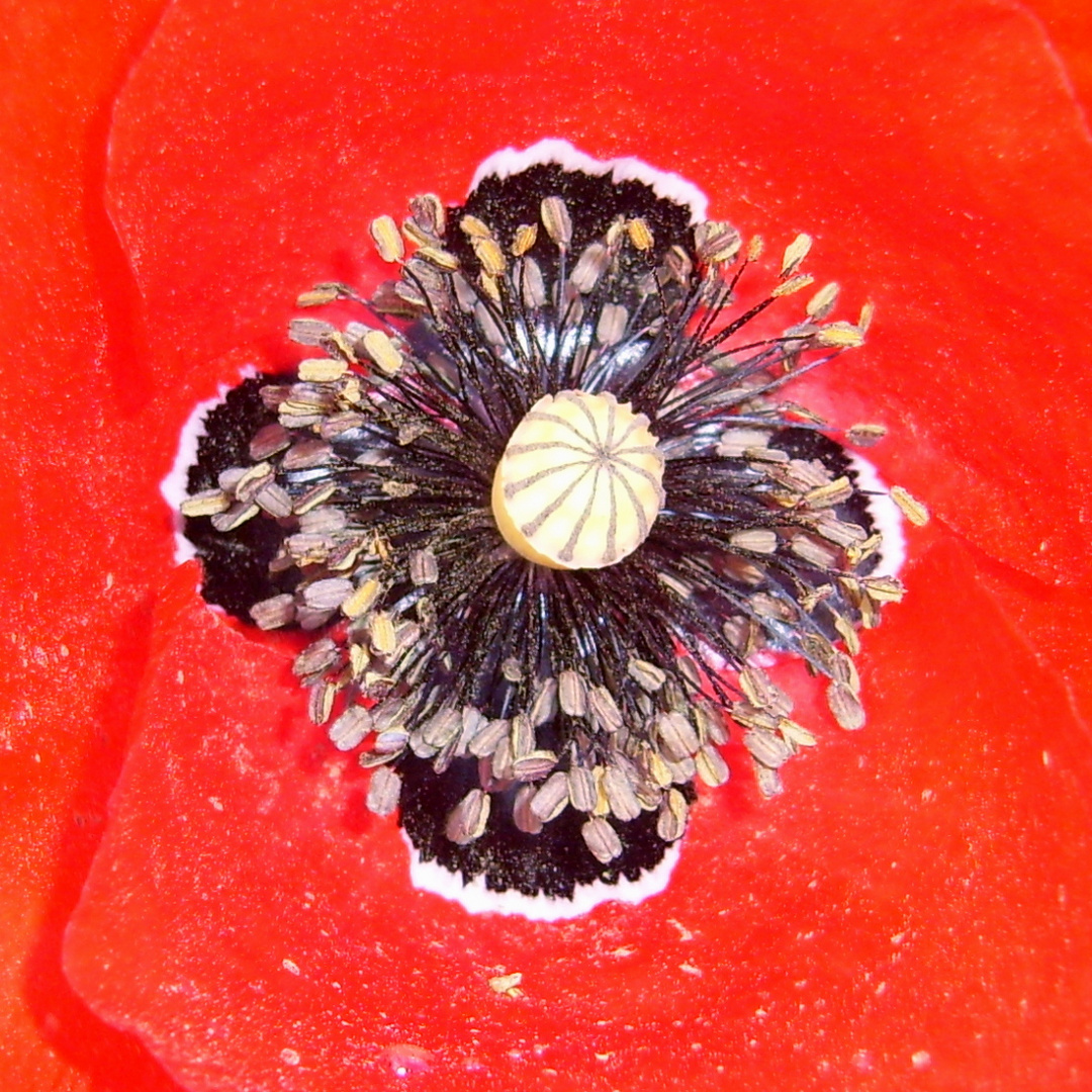 ROTER MOHN