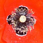 ROTER MOHN