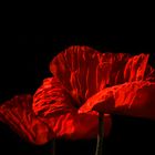 roter Mohn