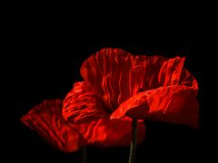 roter Mohn