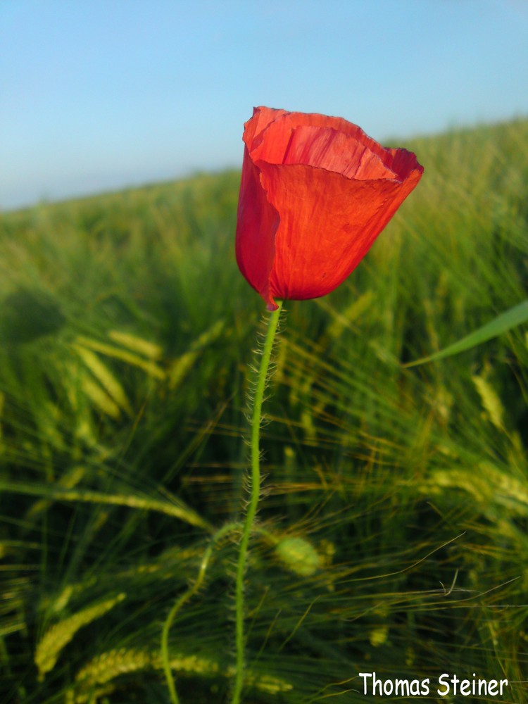 Roter Mohn