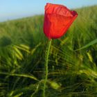 Roter Mohn