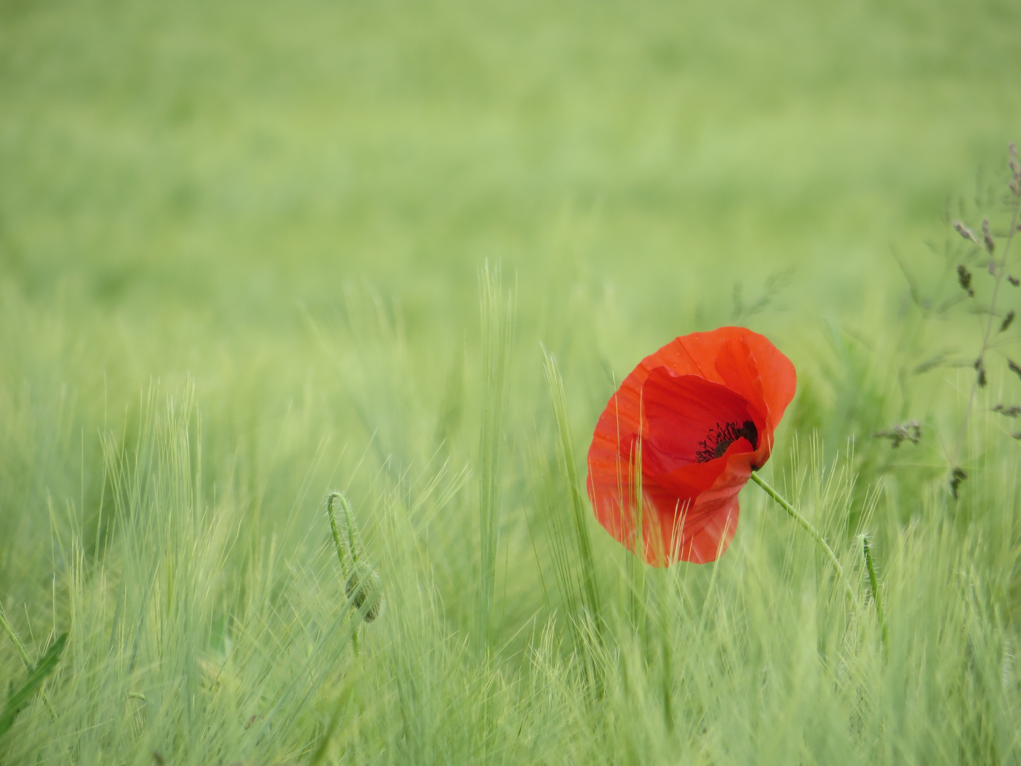 ... roter Mohn !!!...