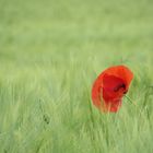 ... roter Mohn !!!...