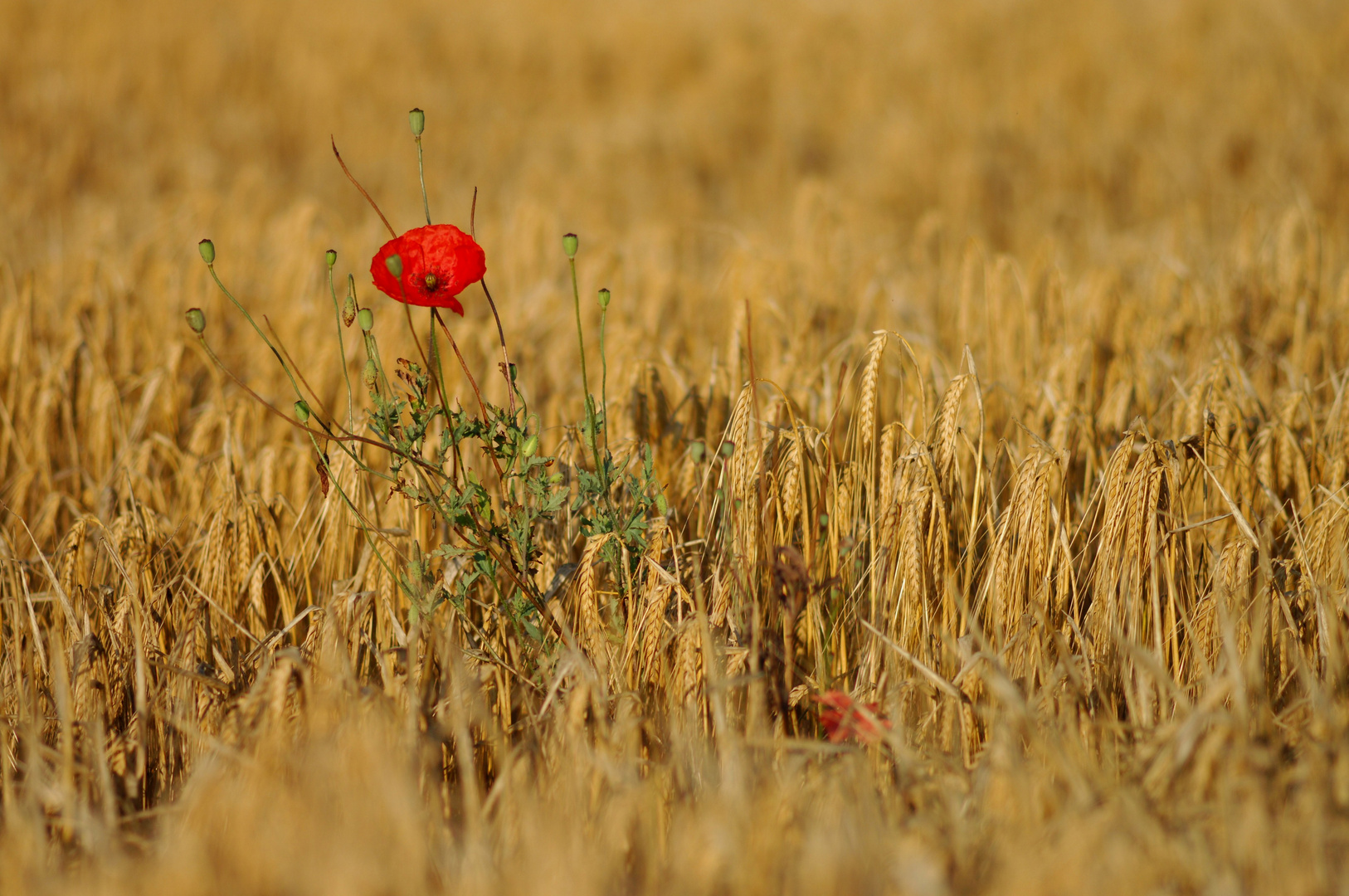 Roter Mohn