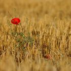 Roter Mohn