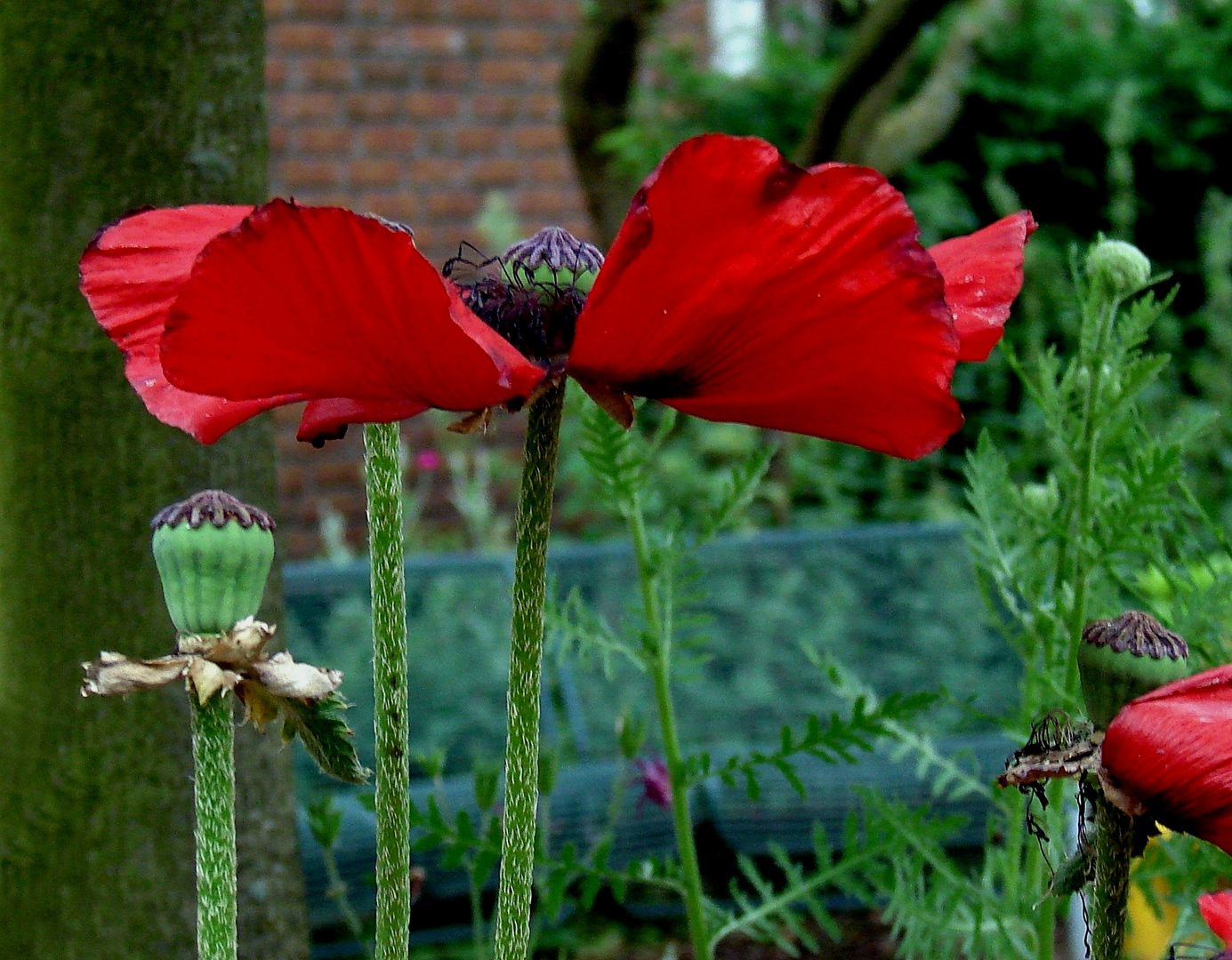 roter Mohn