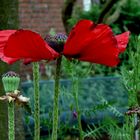 roter Mohn