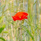 Roter Mohn