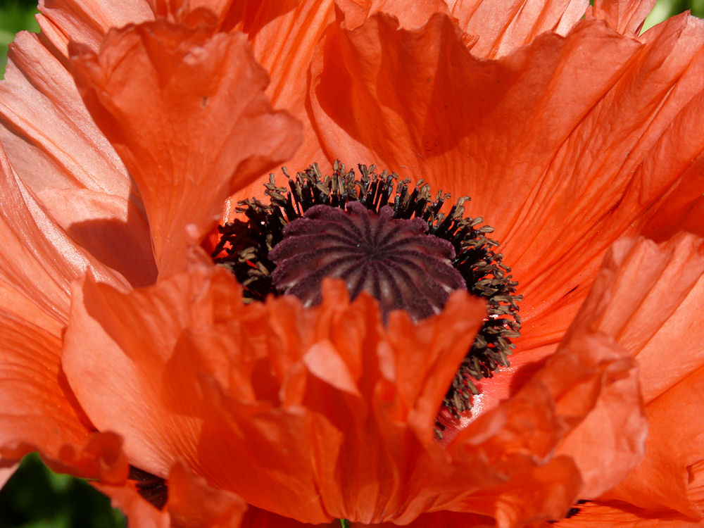 roter mohn