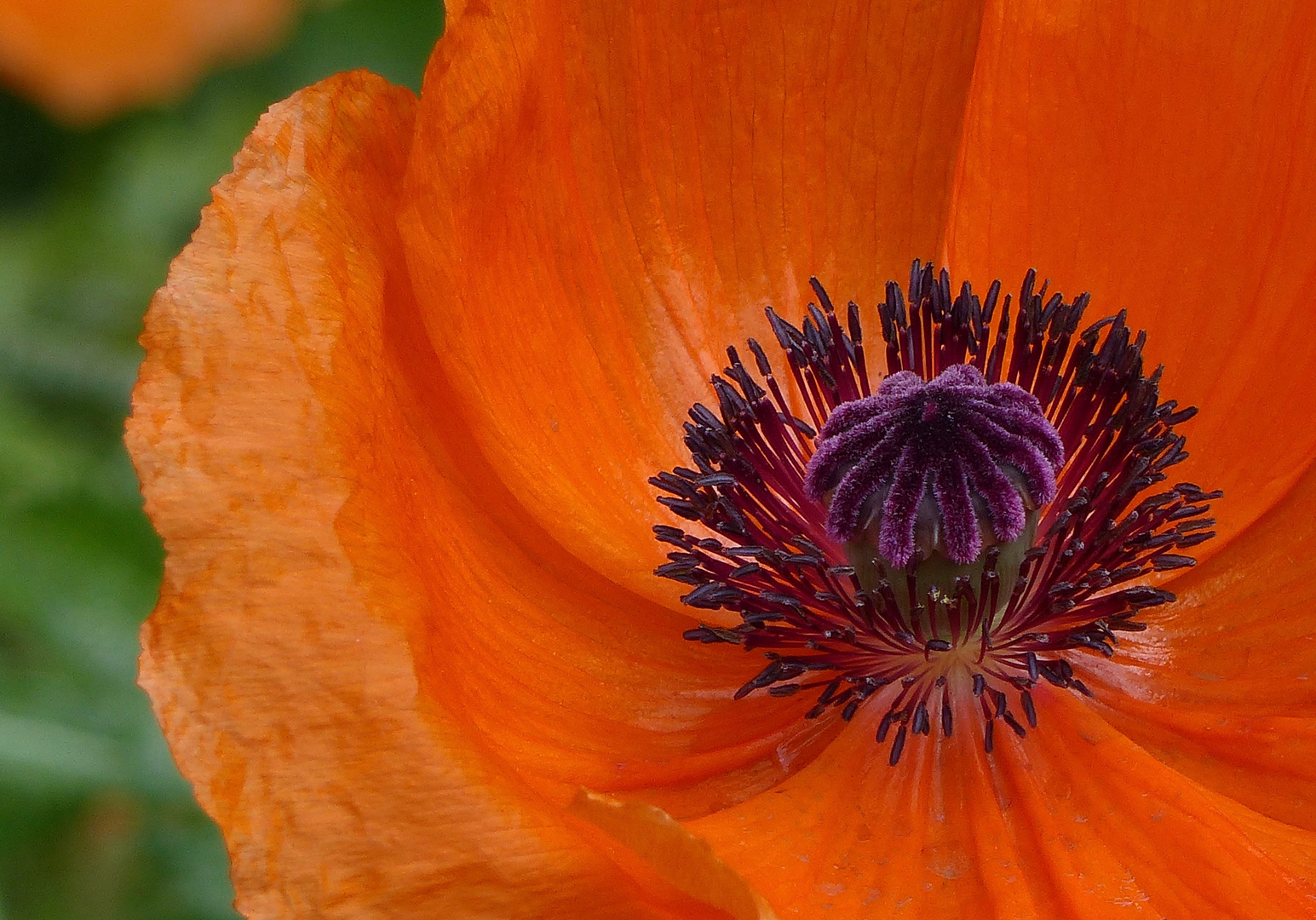 Roter Mohn