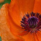 Roter Mohn