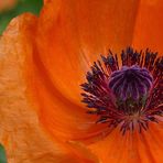 Roter Mohn