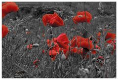 Roter Mohn ...