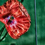 ROTER MOHN