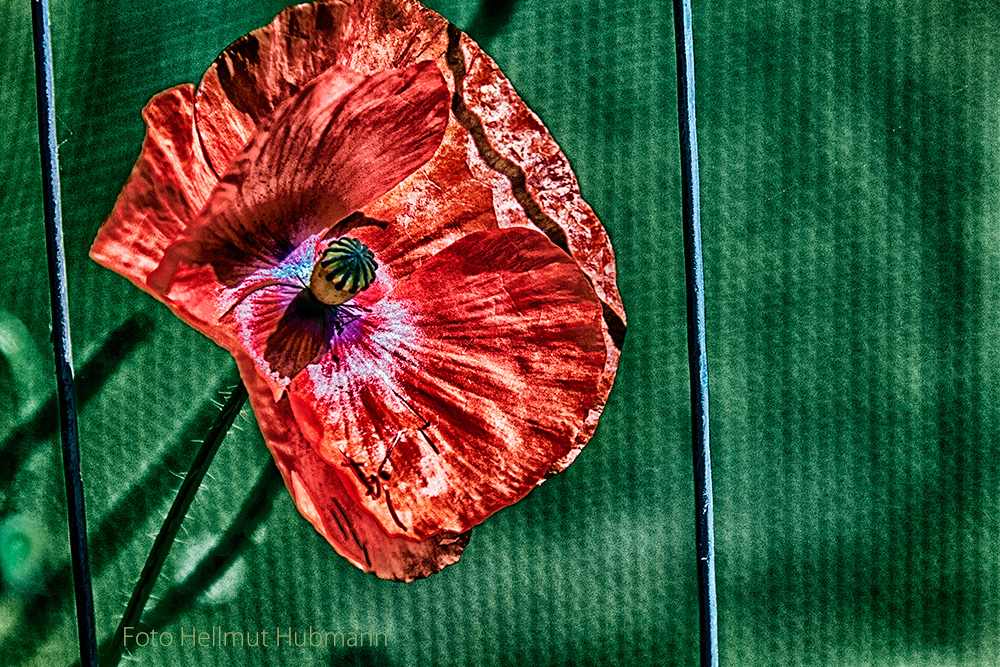 ROTER MOHN