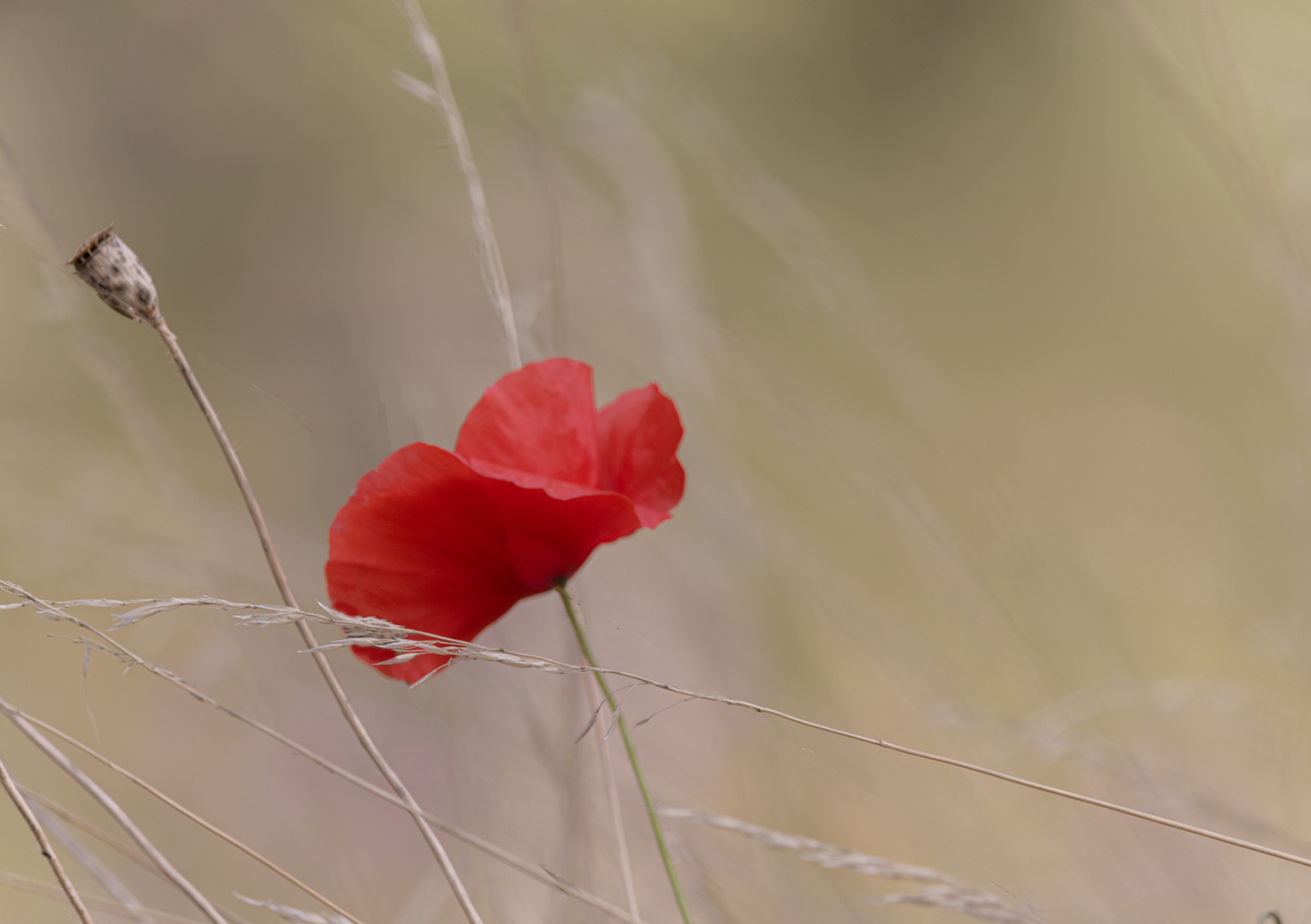 Roter Mohn