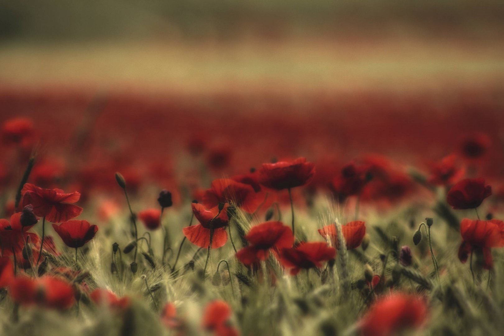 Roter Mohn