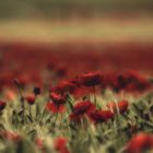 Roter Mohn