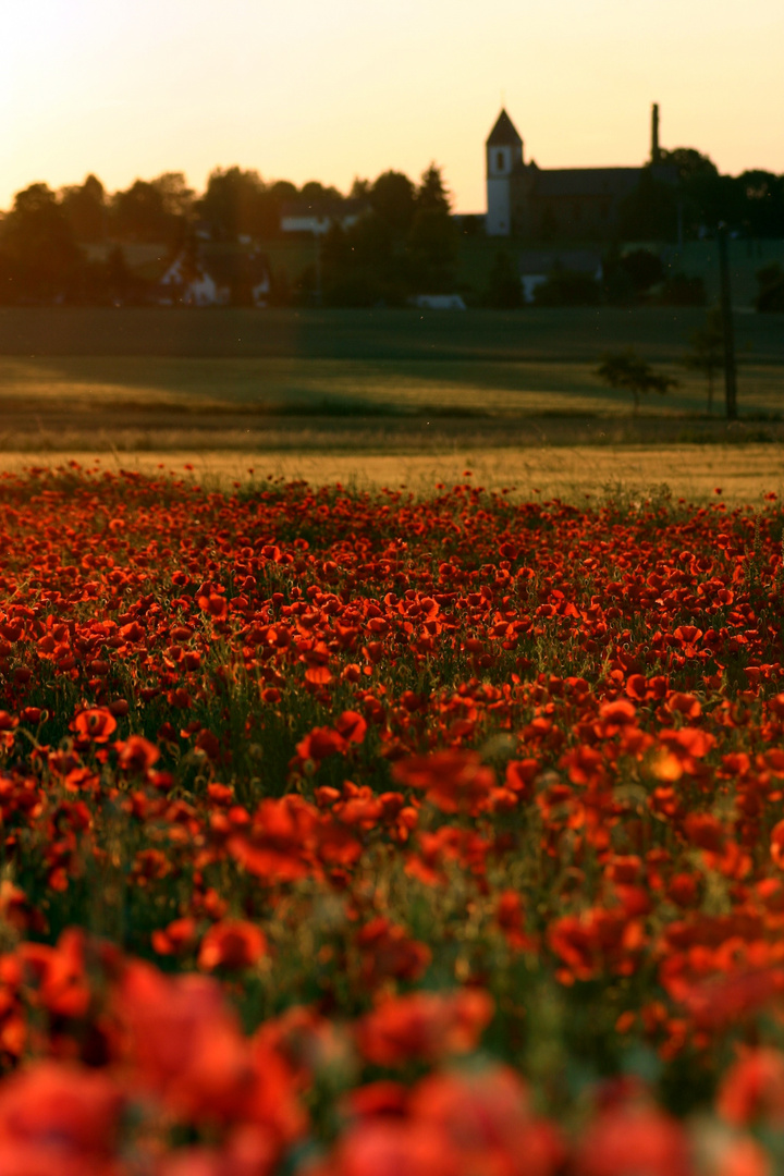 Roter Mohn