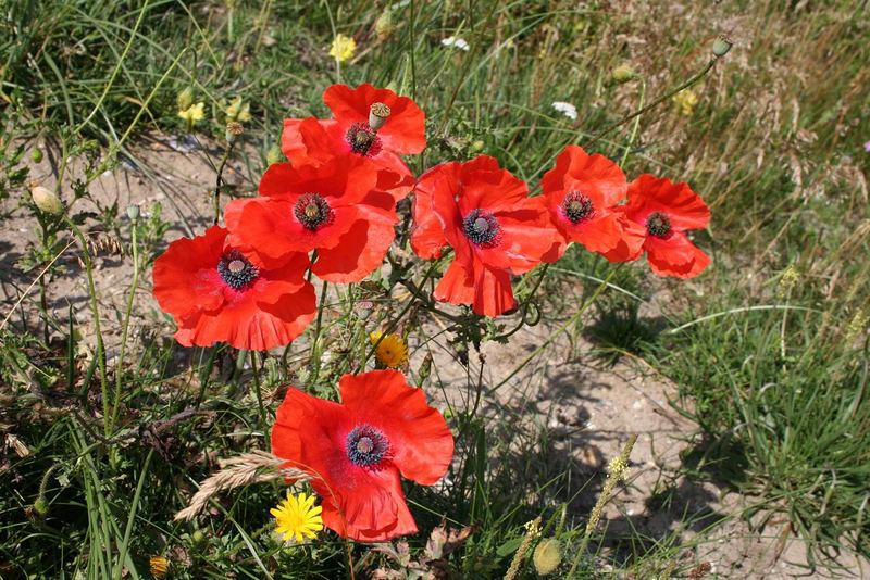 Roter Mohn