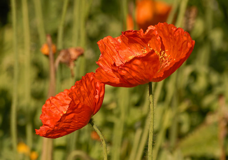 Roter Mohn