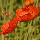 Roter Mohn