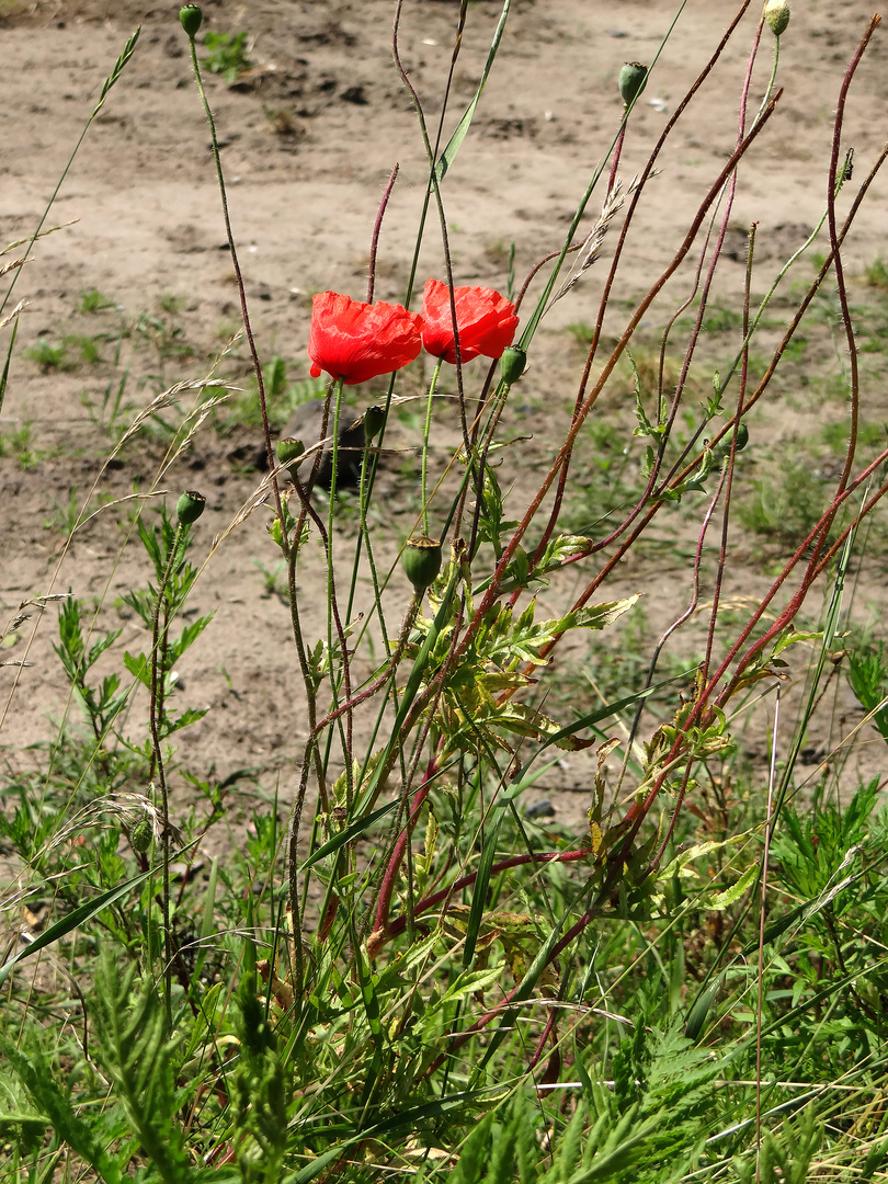 Roter Mohn