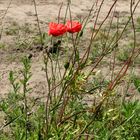 Roter Mohn