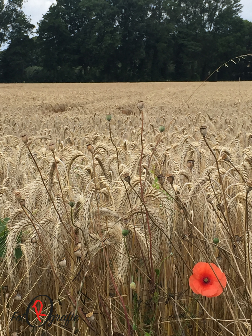 roter Mohn