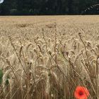 roter Mohn