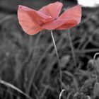 roter Mohn