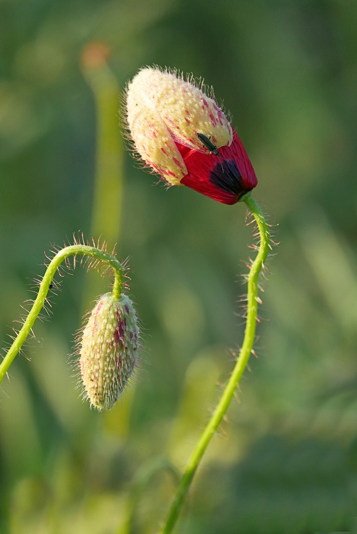 roter Mohn 