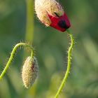 roter Mohn 