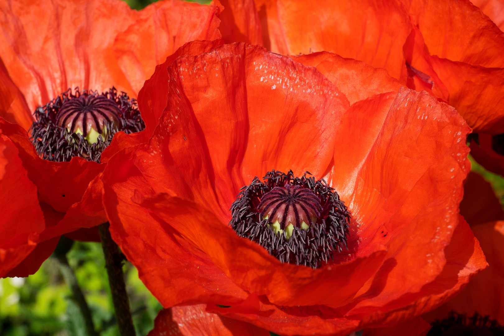 Roter Mohn