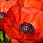 Roter Mohn