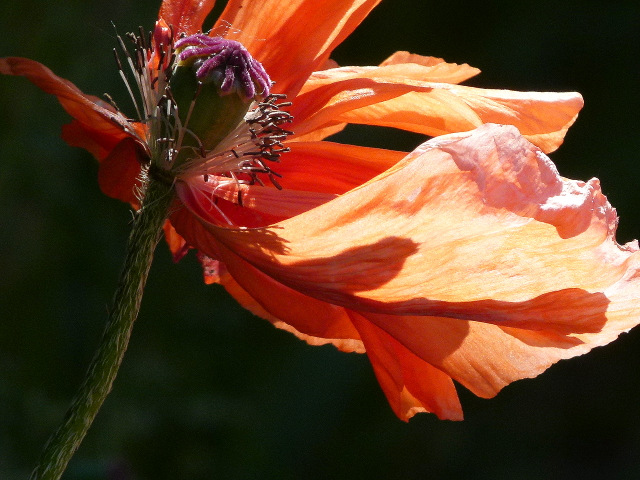 Roter Mohn...