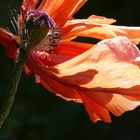 Roter Mohn...