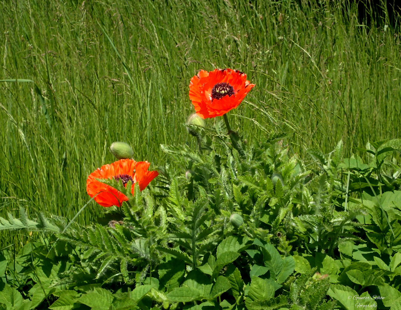 Roter Mohn